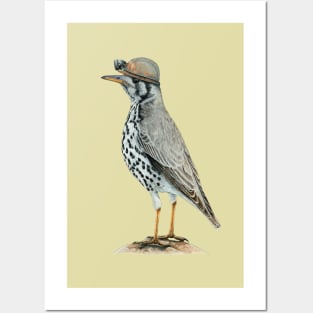 Groundscraper thrush Posters and Art